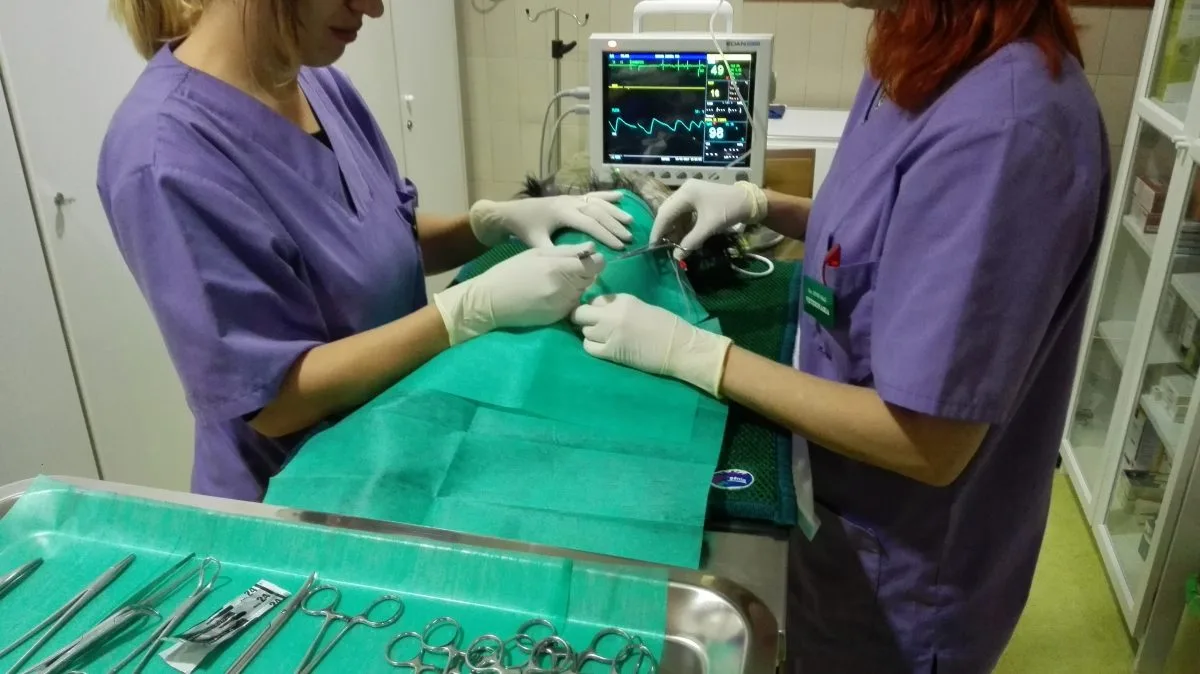 Sala de operaciones veterinarias