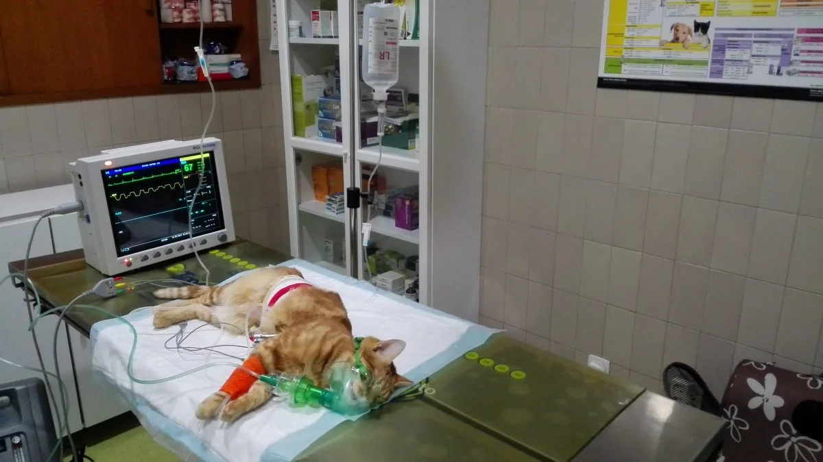 Sala de rehabilitación veterinaria